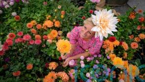 Victorian dahlia show recreated at Stonehenge with thousands of flowers