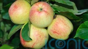 Why hasn’t my apple tree produced many fruits?