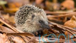 Why you shouldn’t tidy your garden too much in autumn