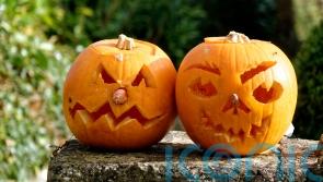 Halloween pumpkins – how to grow your own