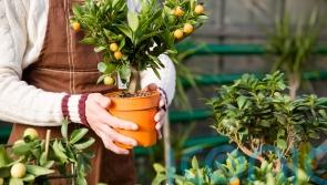 How to protect your plants as the first frosts arrive