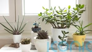 Which houseplants best suit your star sign?