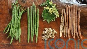 What crops will we be growing in the future, as climate change alters the landscape?