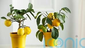 5 edible houseplants to brighten your home – and satisfy your tastebuds