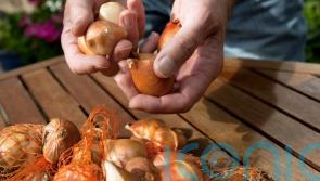 This is why you should plant your tulip bulbs in November