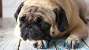 Fireworks making your dog anxious? Expert advice for coping with Bonfire Night
