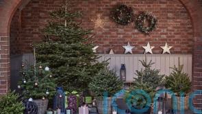 Why a pot-grown Christmas tree may save you money in the long term