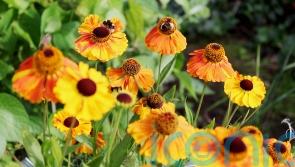 10 Christmas gardening gifts with wildlife in mind