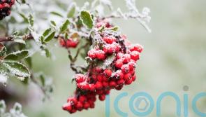 The best shrubs to grow for festive winter berries