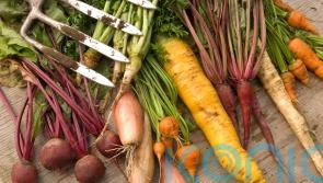 Which root veg can I harvest now for Christmas?
