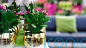 What Christmas houseplants will celebrity gardeners be displaying this year?