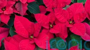 Why does my Christmas poinsettia always die?