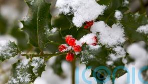 9 things you didn’t know about holly, our favourite Christmas plant