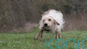 How to keep your home mud-free when you’re a dog owner