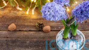 Christmas houseplants you can grow outside after the festive season