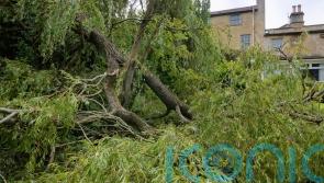 How to rescue your garden after heavy winds and rain