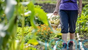 Discover new skills with the pick of the crop of gardening courses