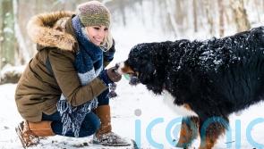 What to know about walking your dog in the cold