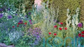 What is a low-carbon garden and how do you achieve it?