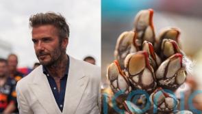David Beckham tucks into alien-looking percebes in Spain &ndash; what are they?