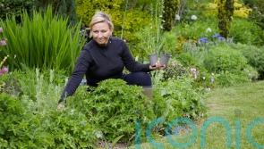 How to create a beautiful garden without spending a fortune