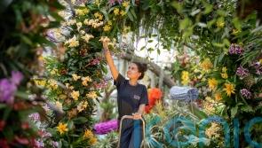 10 things you didn’t know about orchids