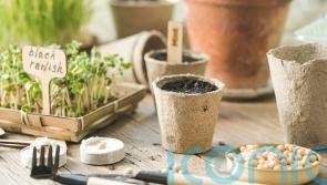 How to be (almost) plastic-free in your garden