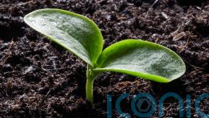 How resilient are your vegetables in weird weather?