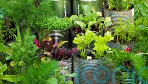 5 unusual herbs to grow that you won’t find in the supermarket