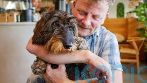 Dog thefts on the rise – how to prevent your pooch being pinched