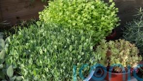 6 quick-growing crops for impatient gardeners