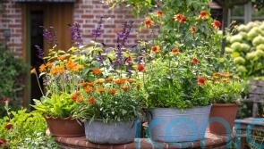 Easy ways to choose and style your garden pots like a pro