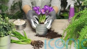 These are the spring jobs you need to do in the garden