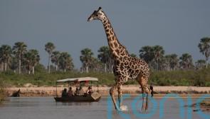 How do you choose an ethical wildlife holiday?