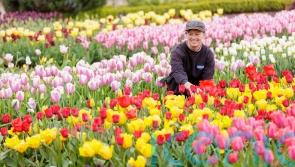 11 great gardens to see tulips in all their glory