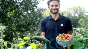 Time-saving tips for the busy balcony gardener