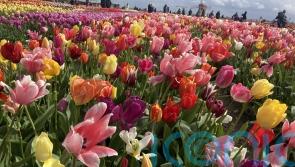 Why Amsterdam is blooming wonderful at the height of tulip season