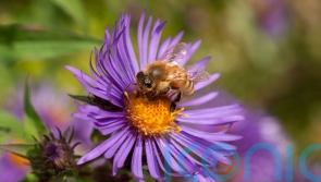 How to attract more bees to your garden