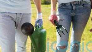 Summer gardening calendar to keep your outside space healthy