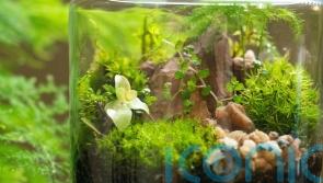 5 easy terrarium plants for beginners