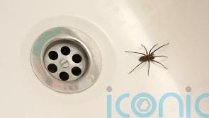 8 ways to get spiders out your home this summer