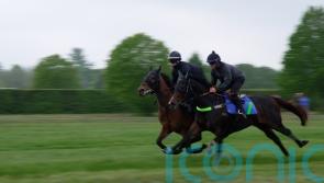 Asfoora team eager to start British adventure with Temple of zoom