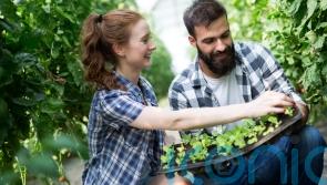 How to save money when kitting out your garden this summer