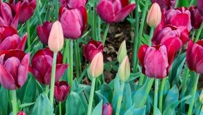 Do you really need to lift tulips in summer?