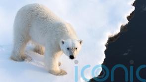 Cool off with bears and bergs in the Arctic this summer