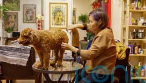 How to deal with pet smell and hair at home