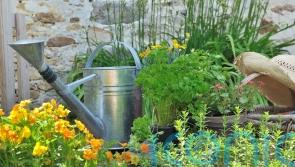 Growing herbs: Simple tips and tricks to ensure your plants thrive