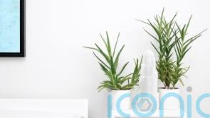 5 houseplants that will help you sleep