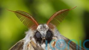 Weird insects you may find in your garden