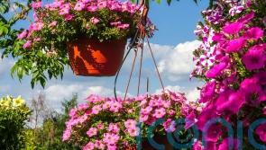 How to create the most beautiful hanging basket for summer